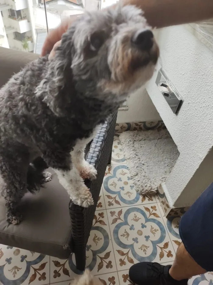 Cachorro ra a Poodle idade 6 ou mais anos nome ISABELA