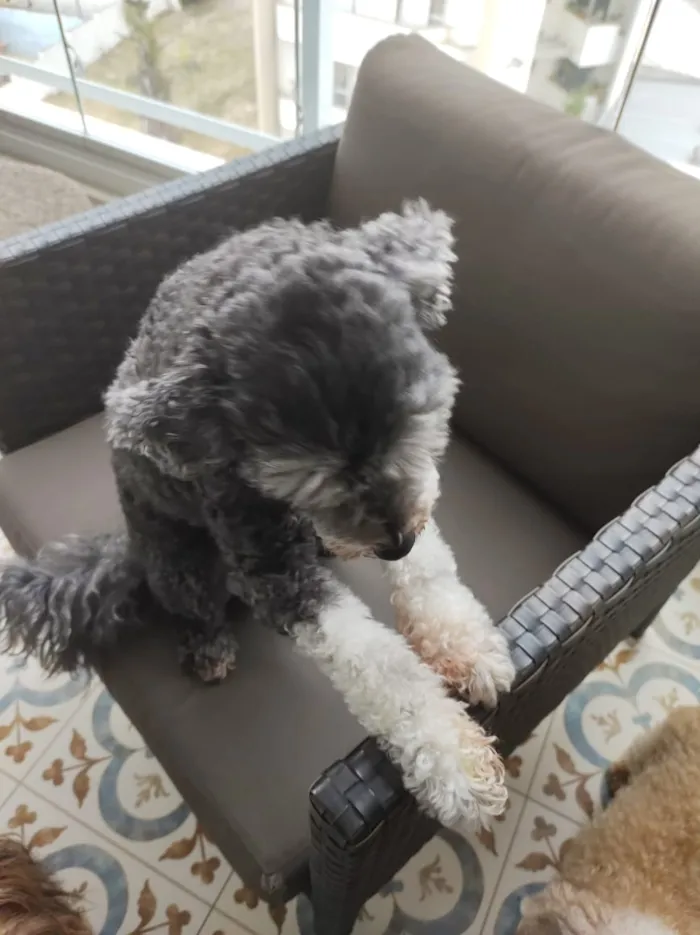 Cachorro ra a Poodle idade 6 ou mais anos nome ISABELA
