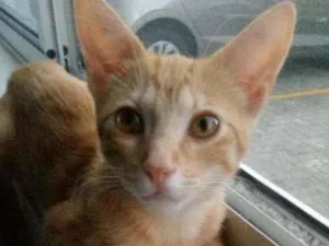 Gato raça  idade 2 a 6 meses nome Pipoca