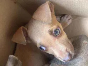 Cachorro raça .... idade 2 a 6 meses nome Dois filhotinhos