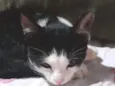 Penélope 