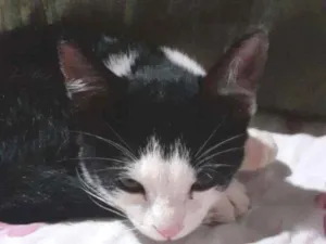 Gato raça  idade 2 a 6 meses nome Penélope 