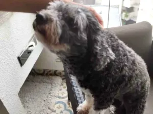 Cachorro raça Poodle idade 6 ou mais anos nome ISABELA