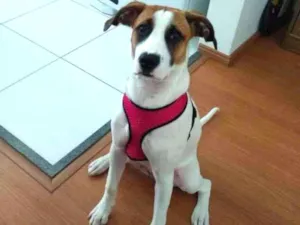 Cachorro raça SRD idade 2 a 6 meses nome HANNAH