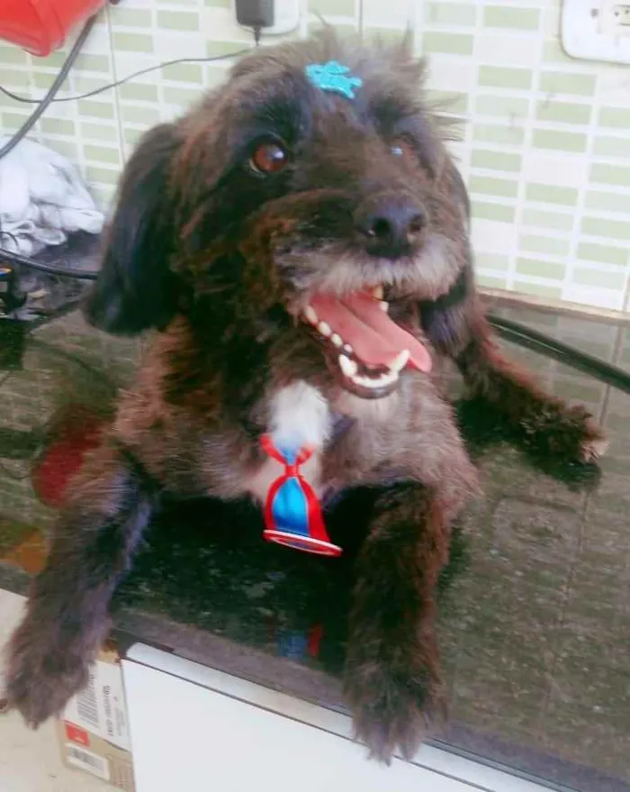 Cachorro raça Mix poodle idade 3 anos nome Enzo