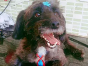 Cachorro raça Mix poodle idade 3 anos nome Enzo