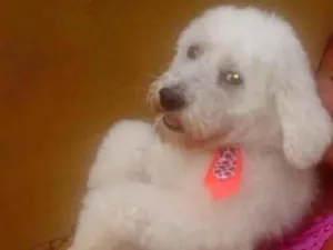 Cachorro raça Poodle idade 5 anos nome Bolt