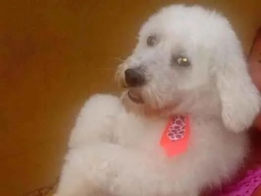 Cachorro raça Poodle idade 5 anos nome Bolt