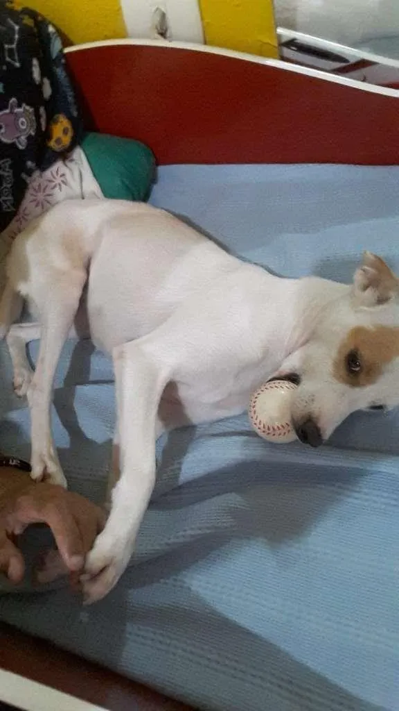 Cachorro ra a SRD-ViraLata idade 2 anos nome ESTELA