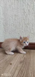 Gatinho