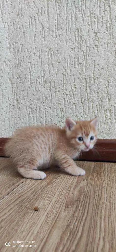 Gato ra a  idade Abaixo de 2 meses nome Gatinho