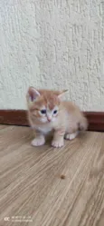 Gatinho