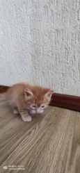 Gatinho