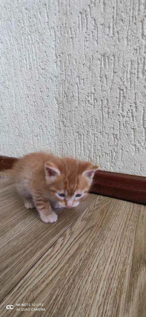 Gato ra a  idade Abaixo de 2 meses nome Gatinho
