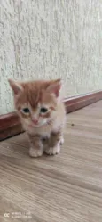 Gatinho