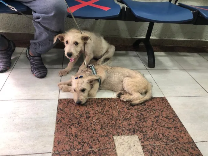 Cachorro ra a SRF Estopinha idade 7 a 11 meses nome Denis