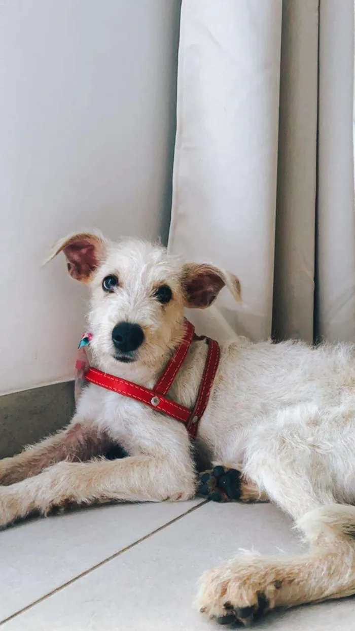 Cachorro ra a SRF Estopinha idade 7 a 11 meses nome Denis