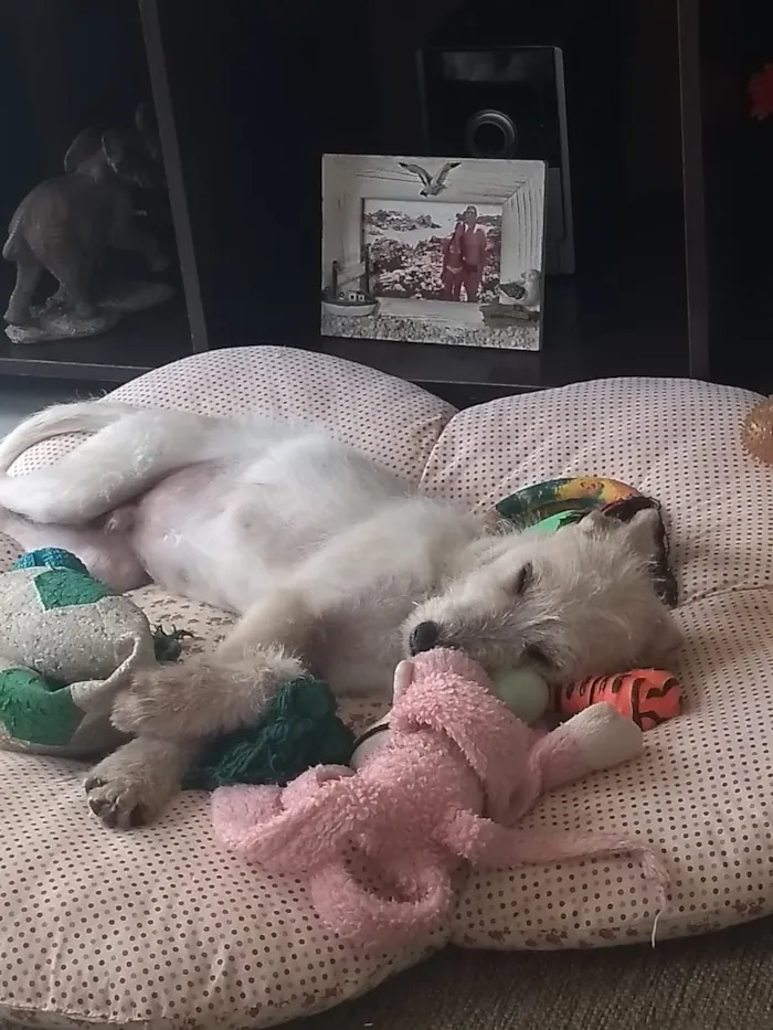Cachorro ra a SRF Estopinha idade 7 a 11 meses nome Denis