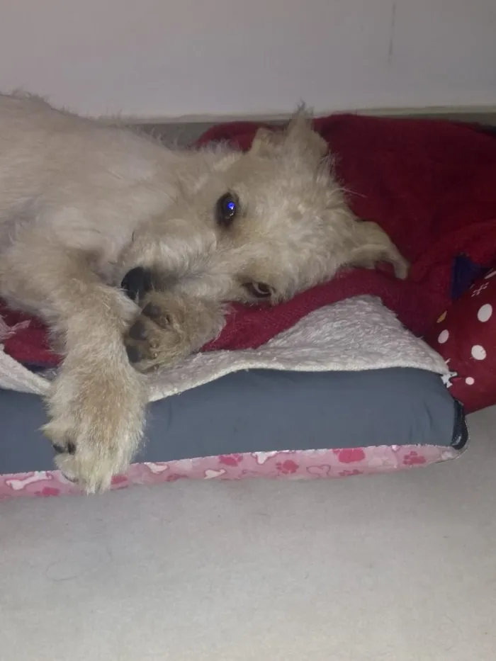 Cachorro ra a SRF Estopinha idade 7 a 11 meses nome Denis
