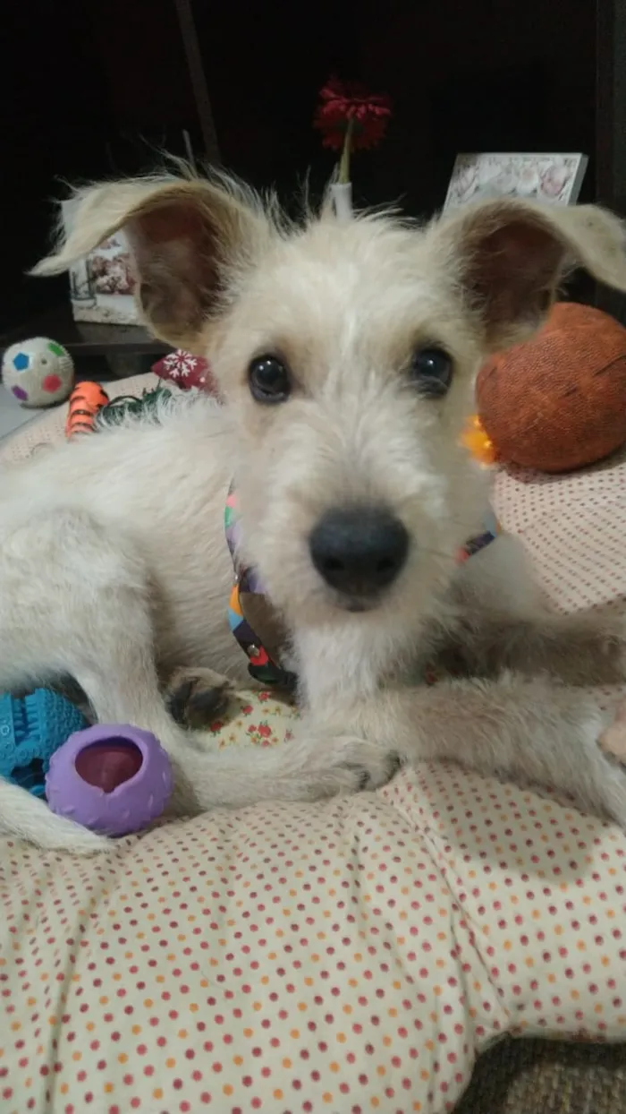 Cachorro ra a SRF Estopinha idade 7 a 11 meses nome Denis
