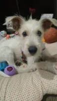 Denis