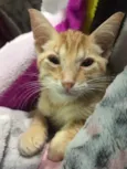Gato raça Sem Raça Definida idade Abaixo de 2 meses nome Sem nome