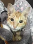 Gato raça Sem Raça Definida idade Abaixo de 2 meses nome Sem nome