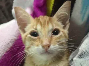 Gato raça Sem Raça Definida idade Abaixo de 2 meses nome Sem nome