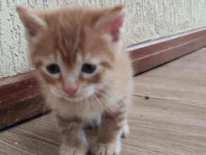 Gato raça  idade Abaixo de 2 meses nome Gatinho