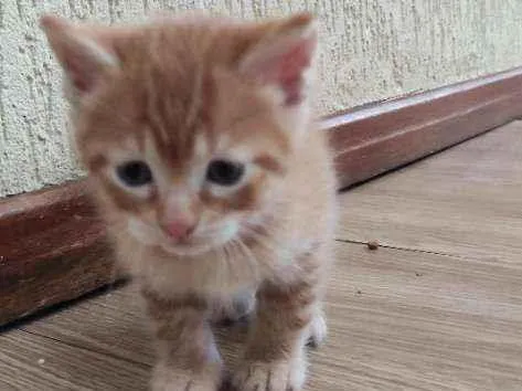 Gato ra a  idade Abaixo de 2 meses nome Gatinho