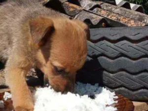 Cachorro raça SRD  idade 2 a 6 meses nome Luz 
