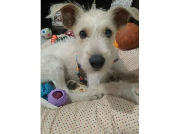 Cachorro ra a SRF Estopinha idade 7 a 11 meses nome Denis