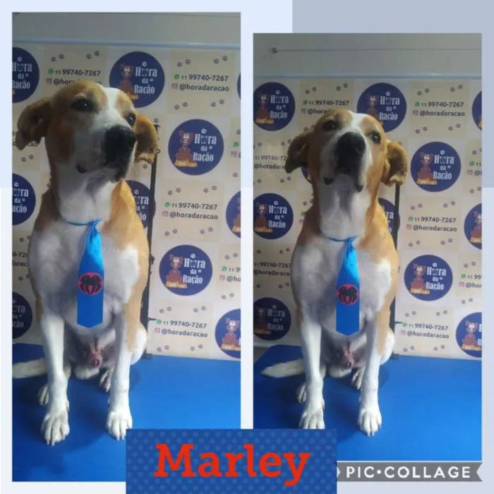 Cachorro ra a SRD-ViraLata idade 3 anos nome Marley