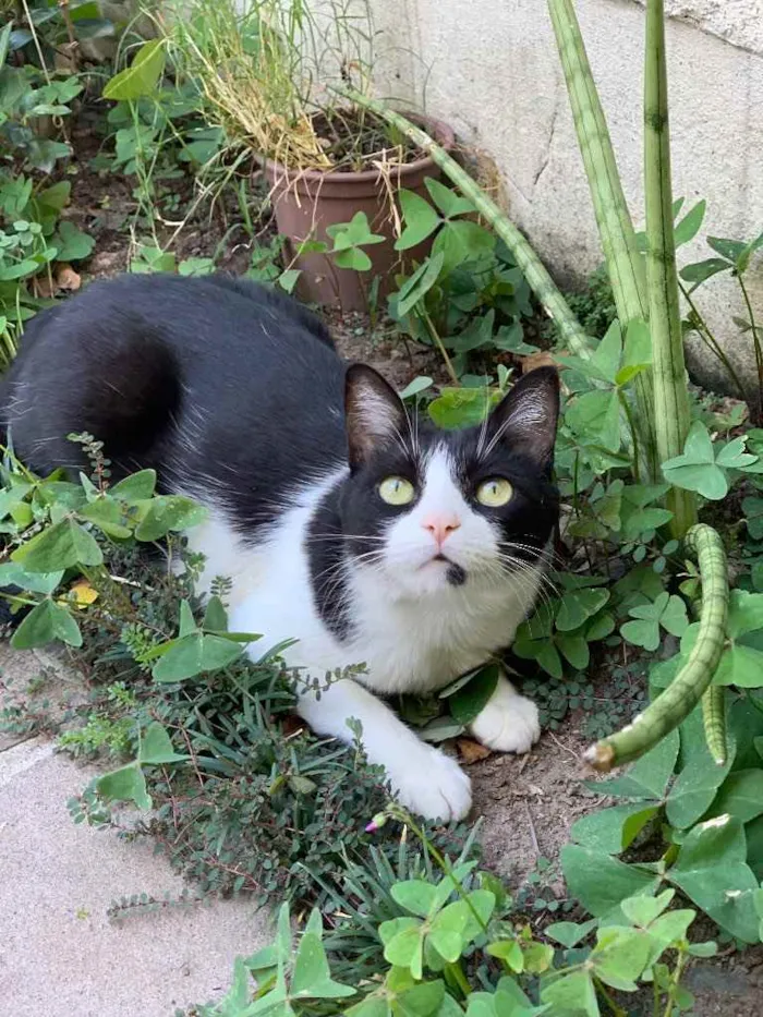 Gato ra a Vira-Lata idade 3 anos nome Margot