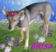 Brisa
