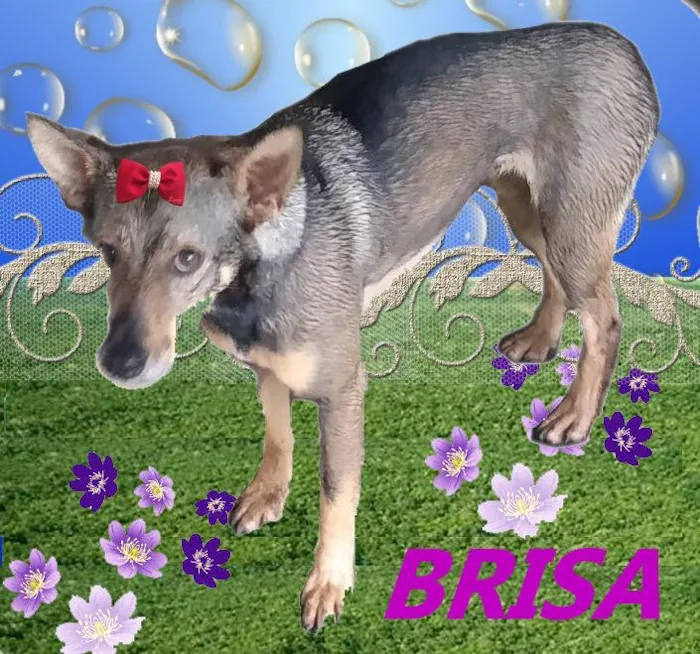 Cachorro ra a SRD-ViraLata idade 2 anos nome Brisa