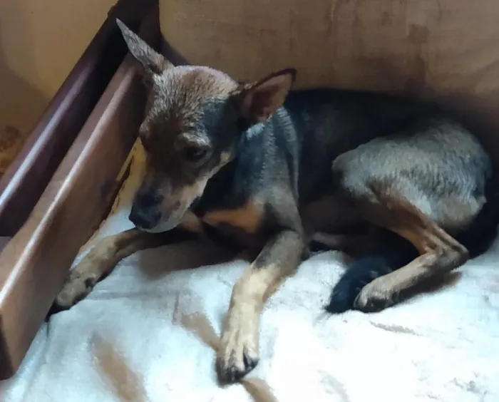 Cachorro ra a SRD-ViraLata idade 2 anos nome Brisa