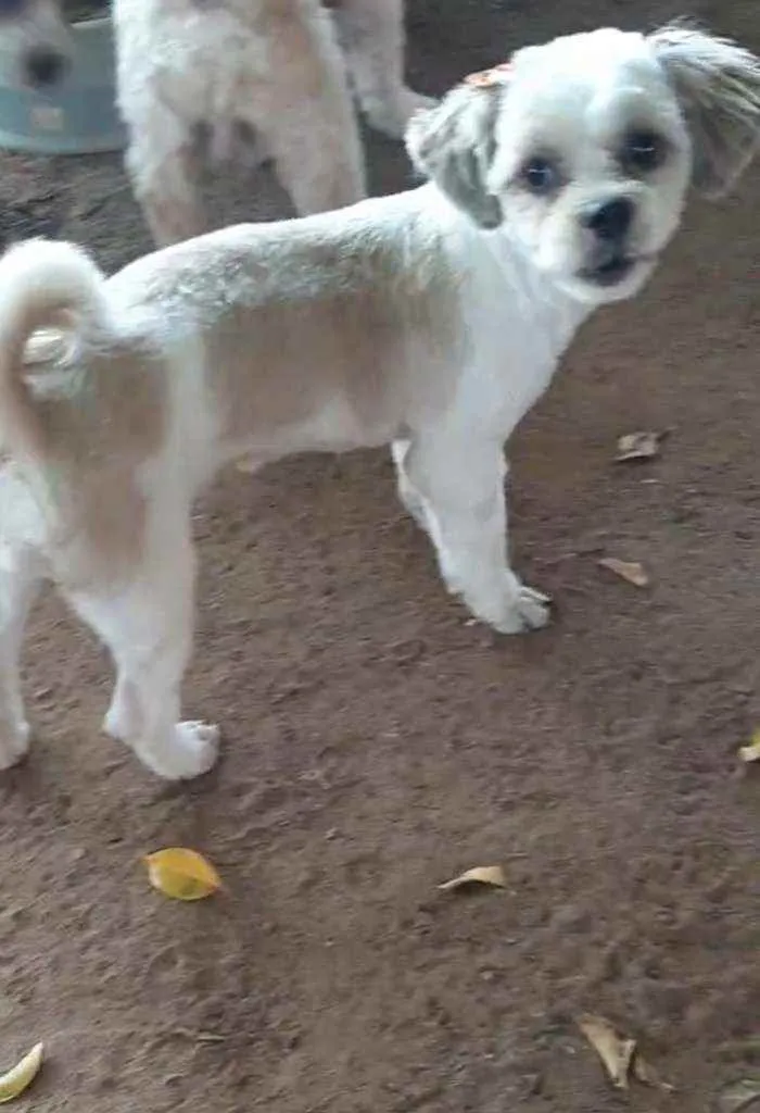 Cachorro ra a Lhasa apso idade 7 a 11 meses nome Zoye