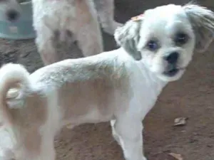 Cachorro raça Lhasa apso idade 7 a 11 meses nome Zoye