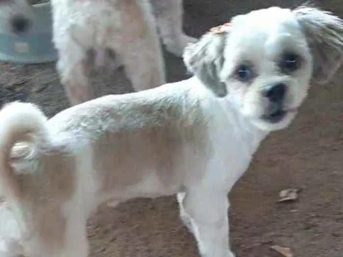 Cachorro ra a Lhasa apso idade 7 a 11 meses nome Zoye