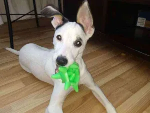 Cachorro raça Srd idade 7 a 11 meses nome Skye