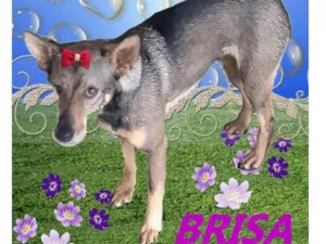 Cachorro raça SRD-ViraLata idade 2 anos nome Brisa