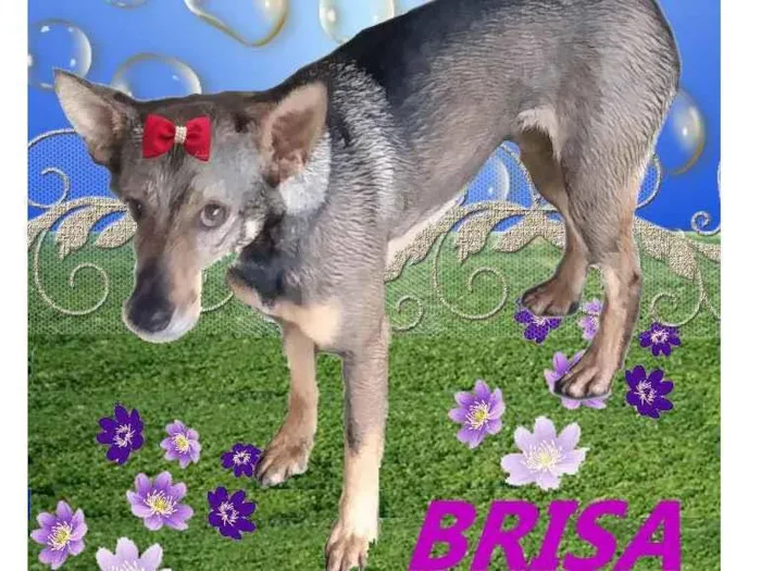 Cachorro ra a SRD-ViraLata idade 2 anos nome Brisa