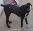 Cachorro raça SRD idade 7 a 11 meses nome Lord