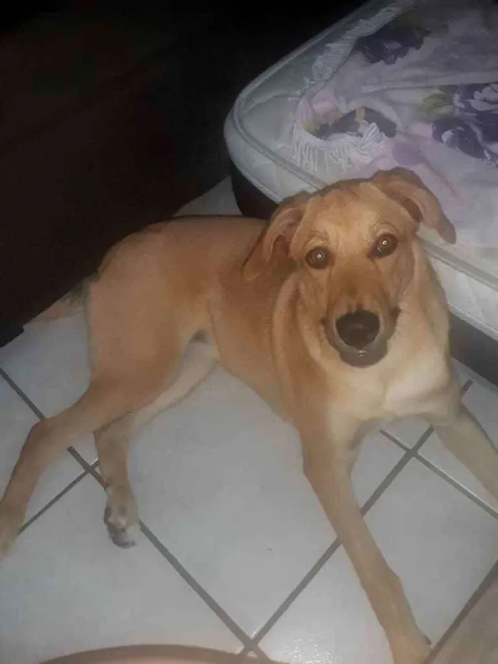 Cachorro ra a Vira lata idade 7 a 11 meses nome Sem nome