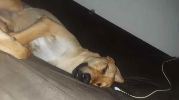 Cachorro ra a Vira lata idade 7 a 11 meses nome Sem nome