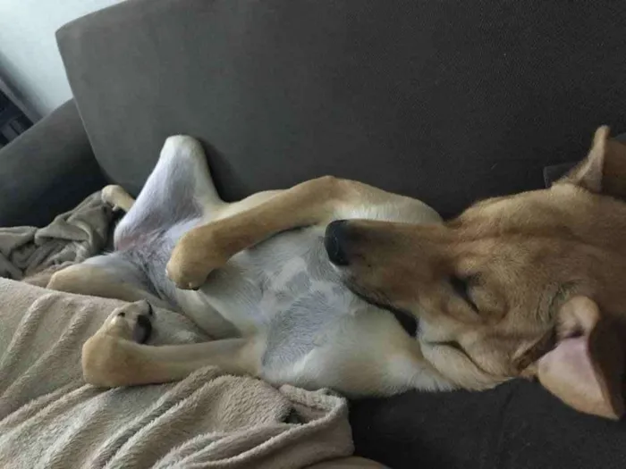 Cachorro ra a Vira lata idade 7 a 11 meses nome Sem nome