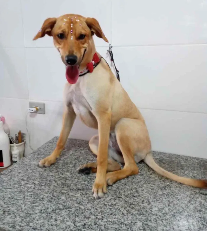 Cachorro ra a Vira lata idade 7 a 11 meses nome Sem nome