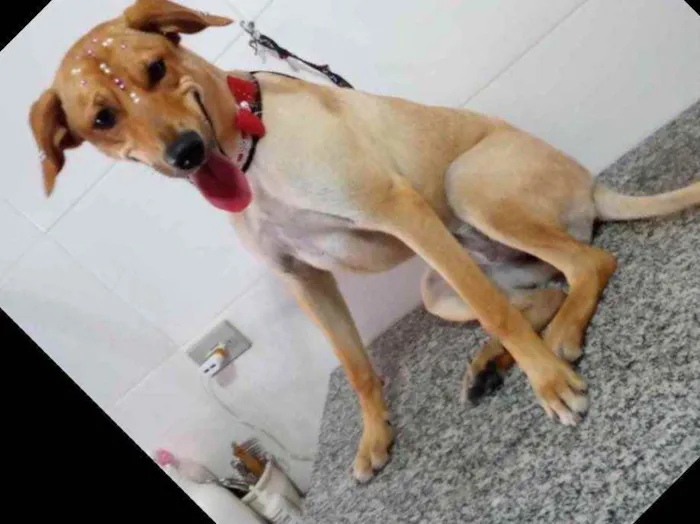 Cachorro ra a Vira lata idade 7 a 11 meses nome Sem nome