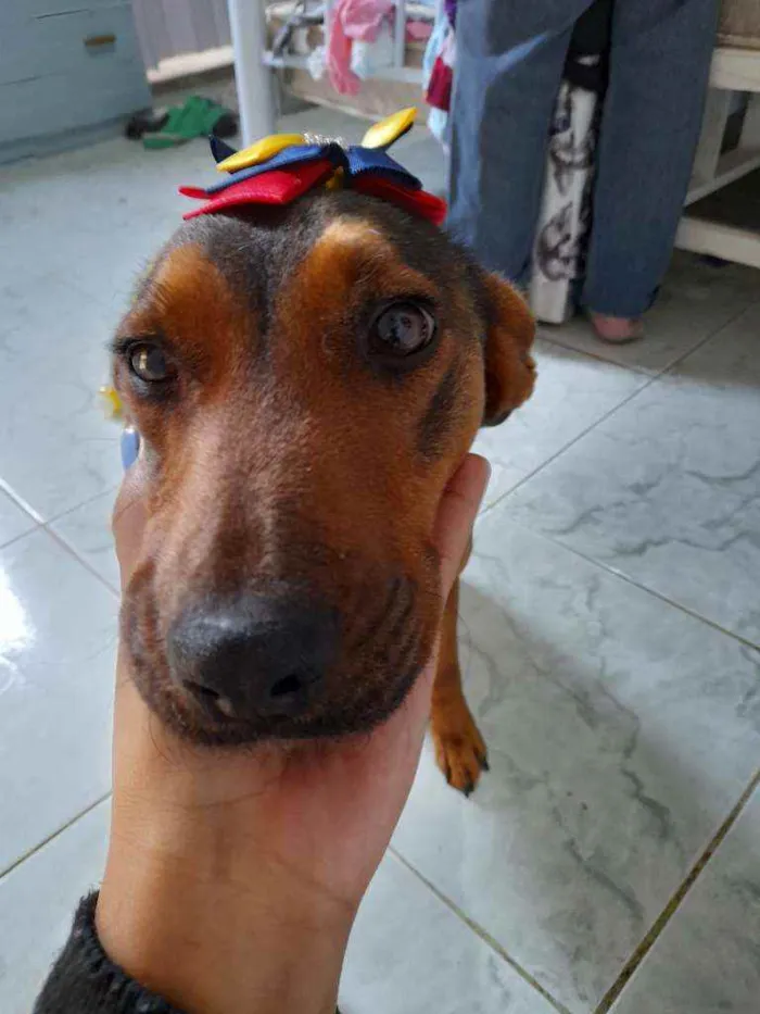 Cachorro ra a Srd idade 2 anos nome Brisa